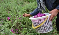 تکمیل زنجیره ارزش؛ ضرورت ارتقای تولید گیاهان دارویی